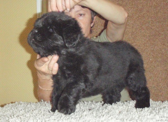 Фото: ньюфаундленд Ноти Вивьен из Медвежьего Яра