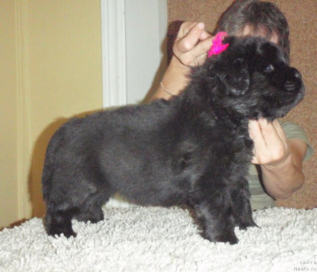 Фото: ньюфаундленд Ноти Вивьен из Медвежьего Яра