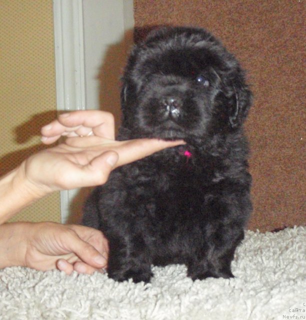 Фото: ньюфаундленд Ноти Вивьен из Медвежьего Яра