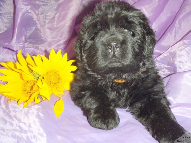 Фото: ньюфаундленд Нэйче  Вивид из Медвежьего Яра