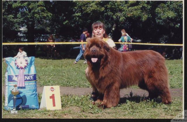 Фото: ньюфаундленд Смигар Арбат