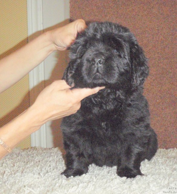 Фото: ньюфаундленд Нэйче  Вивид из Медвежьего Яра