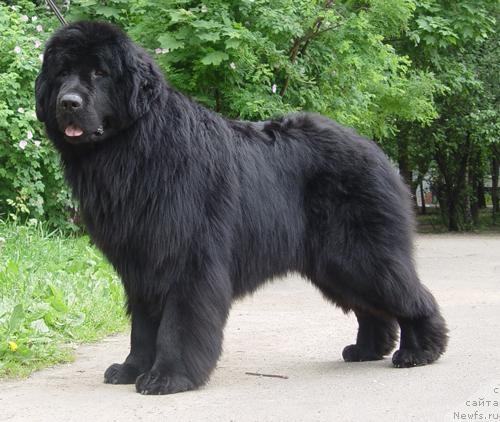 Фото: ньюфаундленд Потап Железный Воин (Potap Gelezniy Woin)