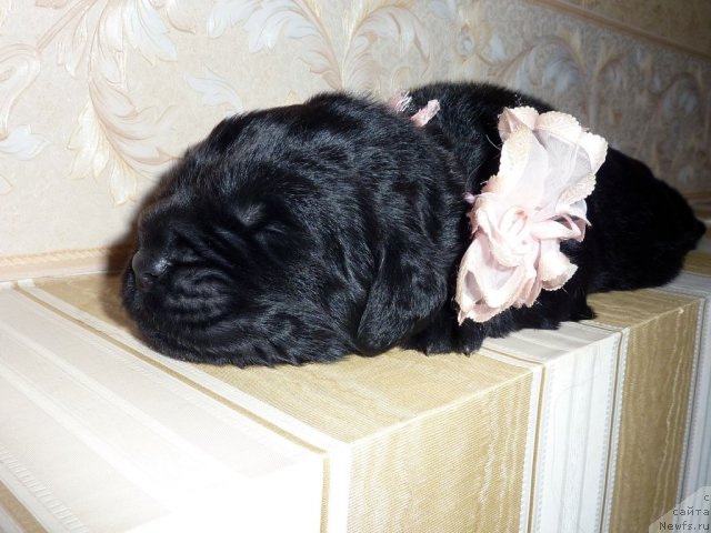 Фото: ньюфаундленд Бекки Блум