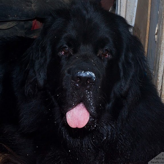 Фото: Гастон де Фуа