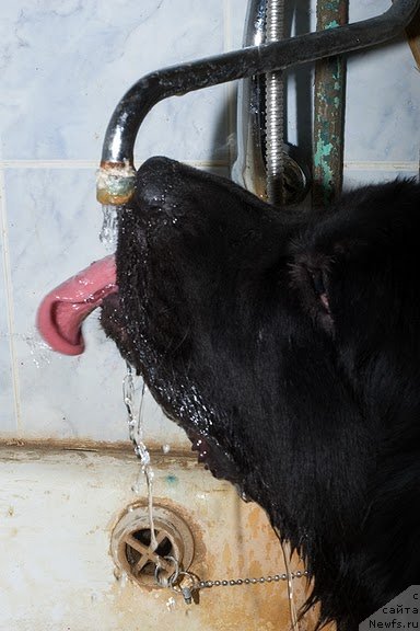 Фото: Гастон де Фуа