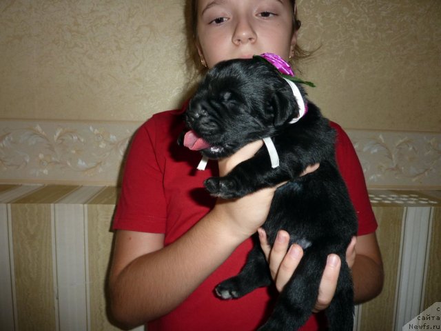 Фото: ньюфаундленд Белли Бёрд