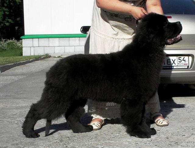 Фото: ньюфаундленд Отважный Рыцарь от Сибирского Медведя