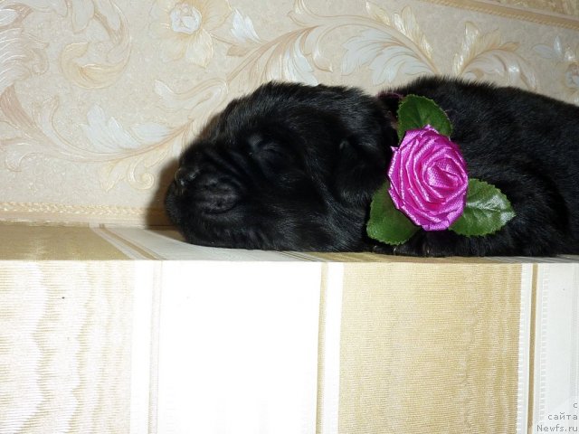 Фото: ньюфаундленд Белли Бёрд