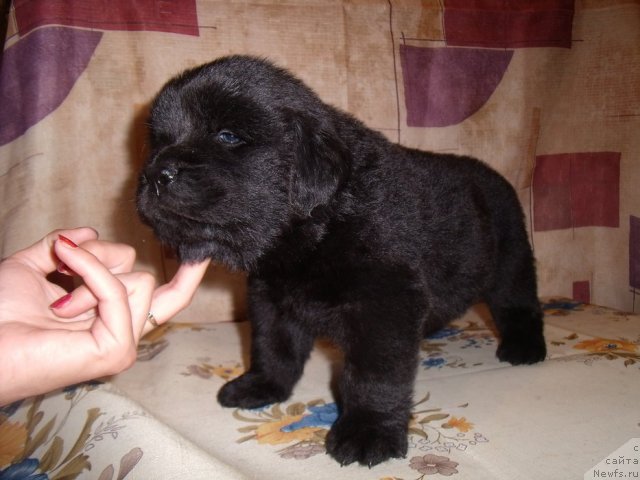 Фотография № 46872