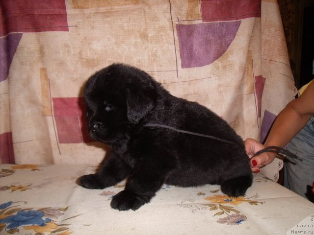 Фотография № 46873