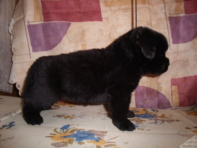 Фотография № 46874