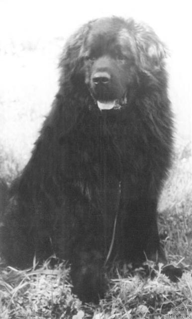 Фото: ньюфаундленд Гросби Силар