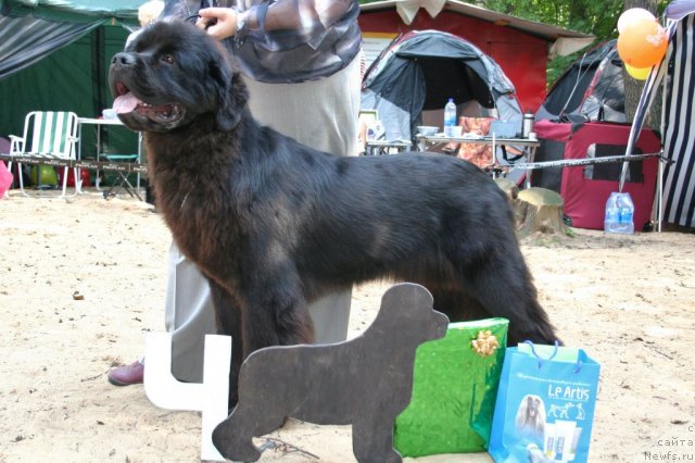 Фото: ньюфаундленд Сент Джонс Сабина Мистикал (Sent Djons Sabina Mistical)