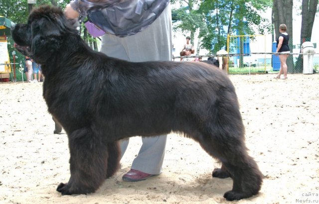 Фото: ньюфаундленд Сент Джонс Роуз фо Ми (Sent Djons Rose for Me)