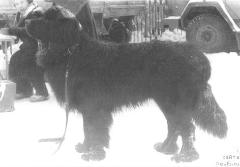 Фото: ньюфаундленд Гарди Силар