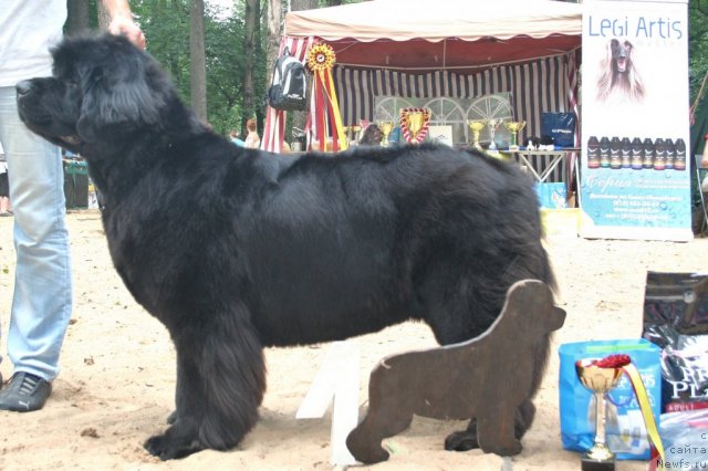 Фото: ньюфаундленд Skippers Only You for Smigar