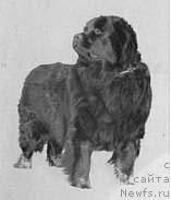 Фото: ньюфаундленд Ara von St. Florian