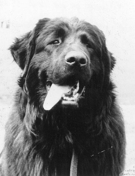 Фото: ньюфаундленд И Грейд Бьюс