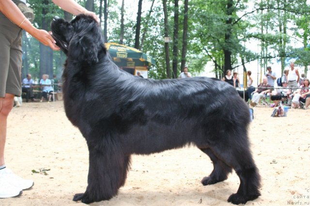 Фото: ньюфаундленд Очаровательна Леди от Сибирского Медведя (Ocharovatelnaya Lady ot Sibirskogo Medvedja)