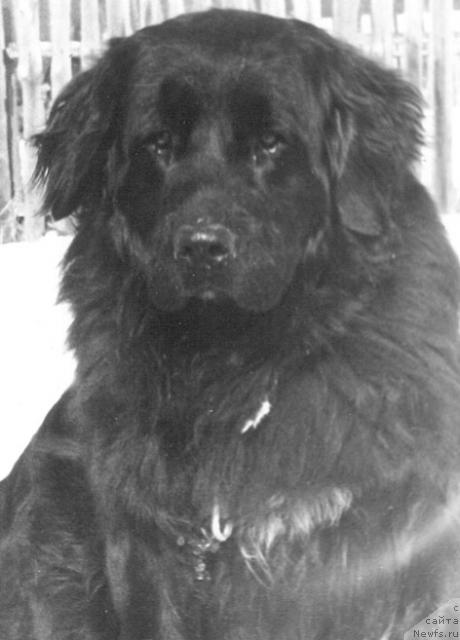 Фото: ньюфаундленд Бим Яр