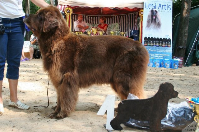 Фото: ньюфаундленд Смигар Олимпиада (Smigar Olimpiada)