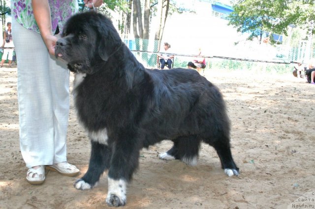 Фотография № 46923