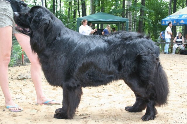 Фото: ньюфаундленд Принц Прэй