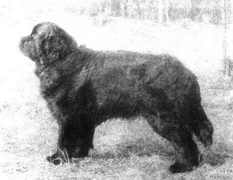 Фото: ньюфаундленд Боджер Чаршер