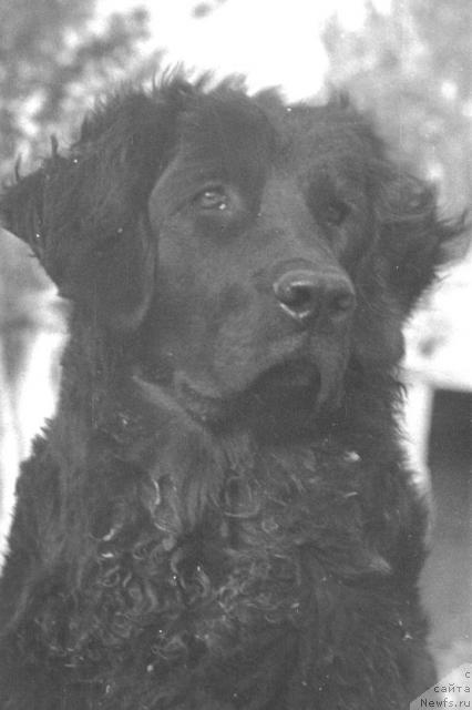 Фото: ньюфаундленд Хильва Ягри