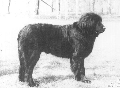 Фото: ньюфаундленд Мэр Иржи Янус