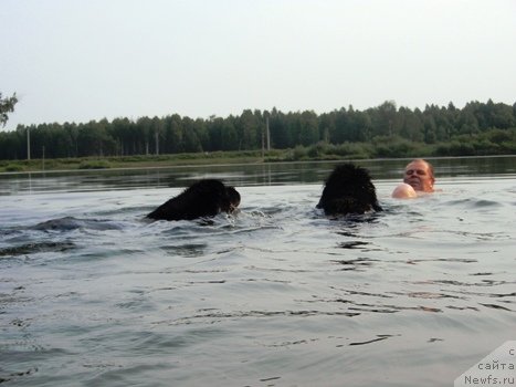 Фото: ньюфаундленд Севертан Рожденная Легендой, ньюфаундленд King of Helluland I'm Precious