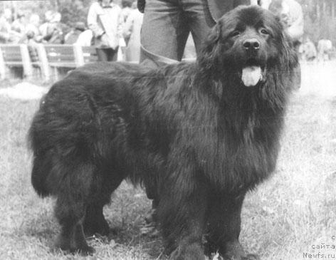 Фото: ньюфаундленд Гранд Силар