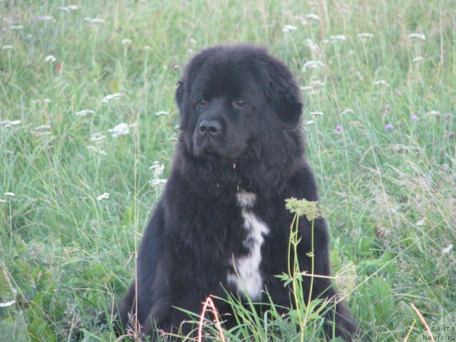 Фото: ньюфаундленд Арх Бьюти Русская Пантера (Arx Beauty Russkaya Panthera)