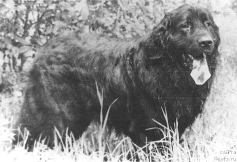 Фото: ньюфаундленд Стивенс Сивольф