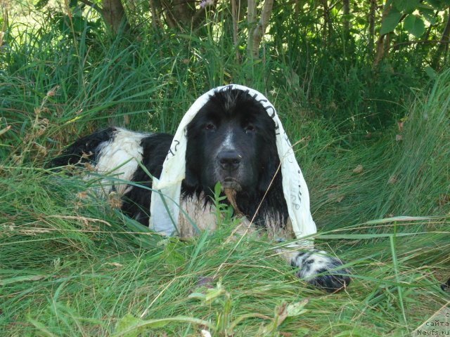 Фото: ньюфаундленд Сказочная Кроха Королевишна