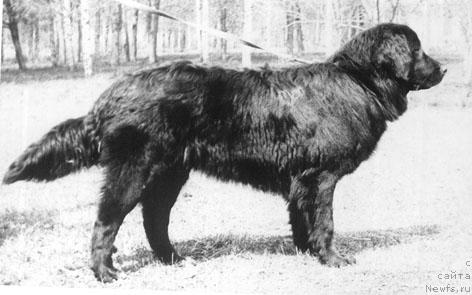 Фото: ньюфаундленд Жанта Чарвенс