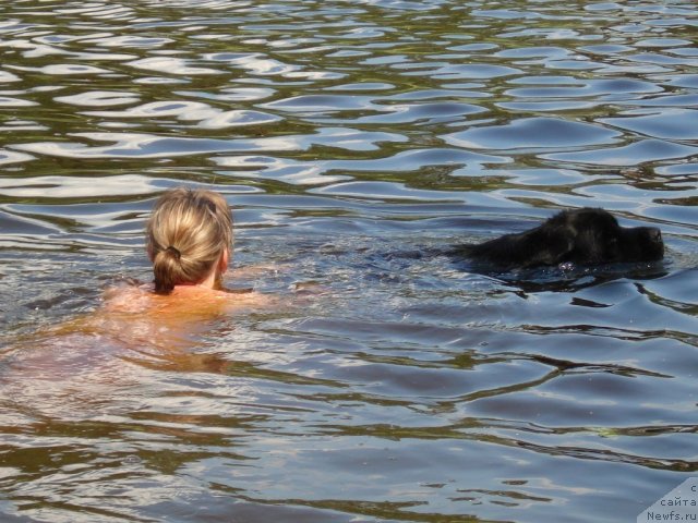 Фото: ньюфаундленд Плюшевая Панда Прекрасная Незнакомка
