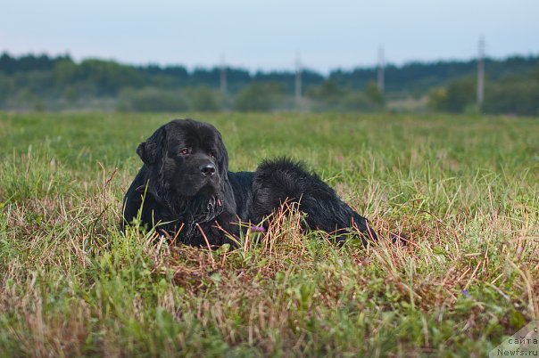 Фото: ньюфаундленд Принц Прэй