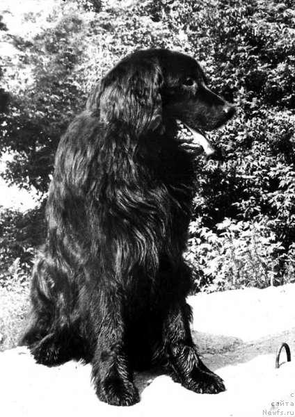 Фото: ньюфаундленд Уран Рафаил Блэк