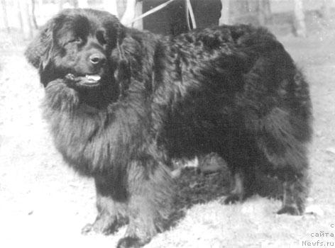 Фото: ньюфаундленд Франклин Гранд Зор