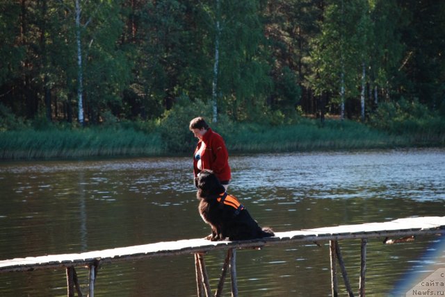 Фото: Вера Гнитеева, ньюфаундленд Венеция из Царства Медведей в Обуш Шед