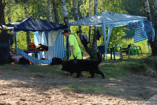 Фото: ньюфаундленд Рокот Волны Варга Кара Аюлар (Rokot Volny Varga Kara Ayular), Александр Файзулин