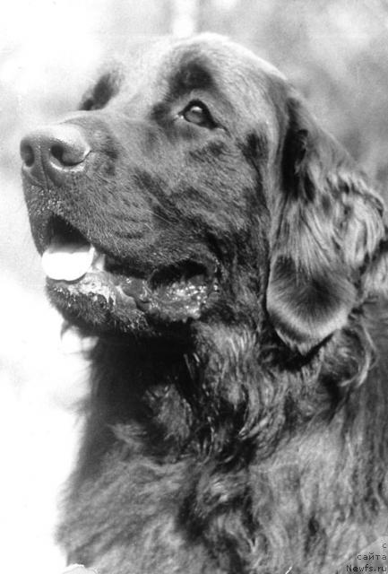 Фото: ньюфаундленд Биана Ульвис