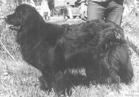 Фото: ньюфаундленд Майра Еджи