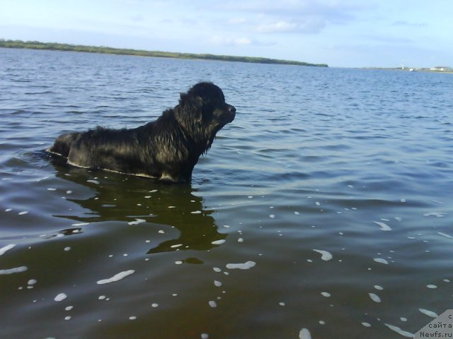 Фото: ньюфаундленд Глория Гранд Блек