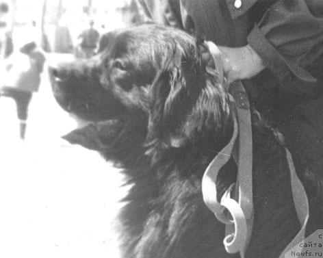 Фото: ньюфаундленд Стайл Ярби