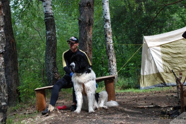 Фото: ньюфаундленд Лорд Люксембург Аюлар из Тихого Омута (Lord Luxemburg Ayular iz Tihogo Omuta), Александр Файзулин