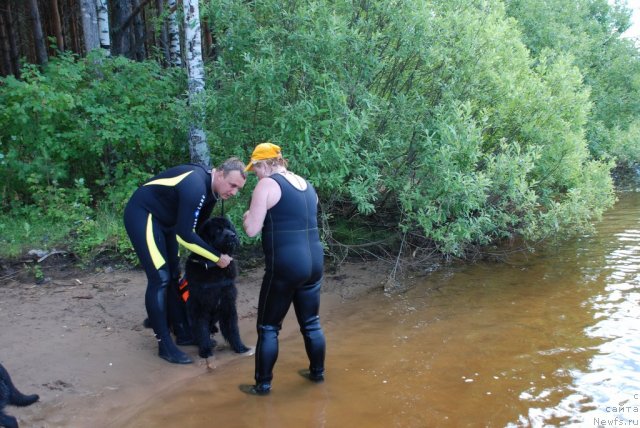 Фото: ньюфаундленд Лондонский Денди, Максим Полтарак