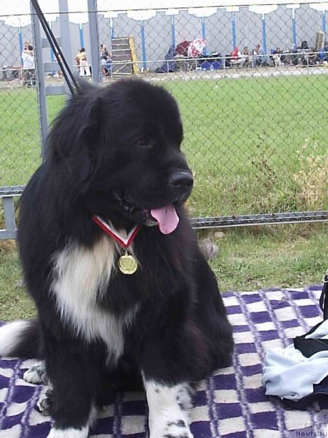 Фото: ньюфаундленд Voyadzher